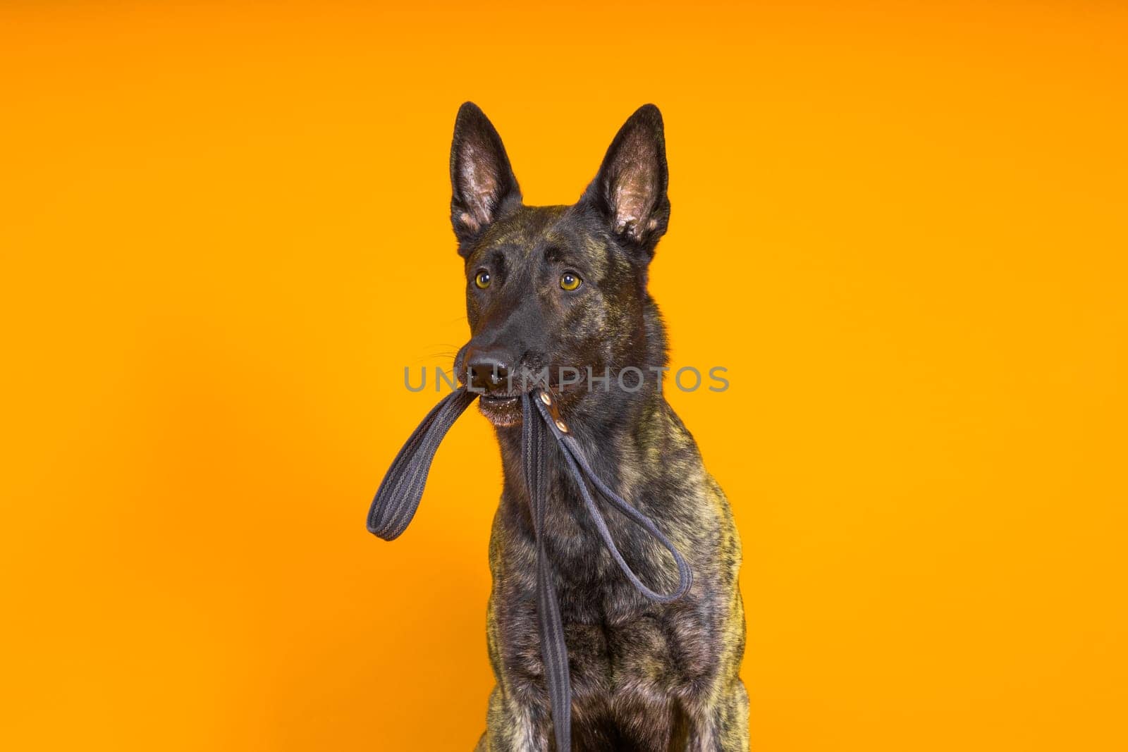 Dutch shepherd dog and leash in teeth, studio shot