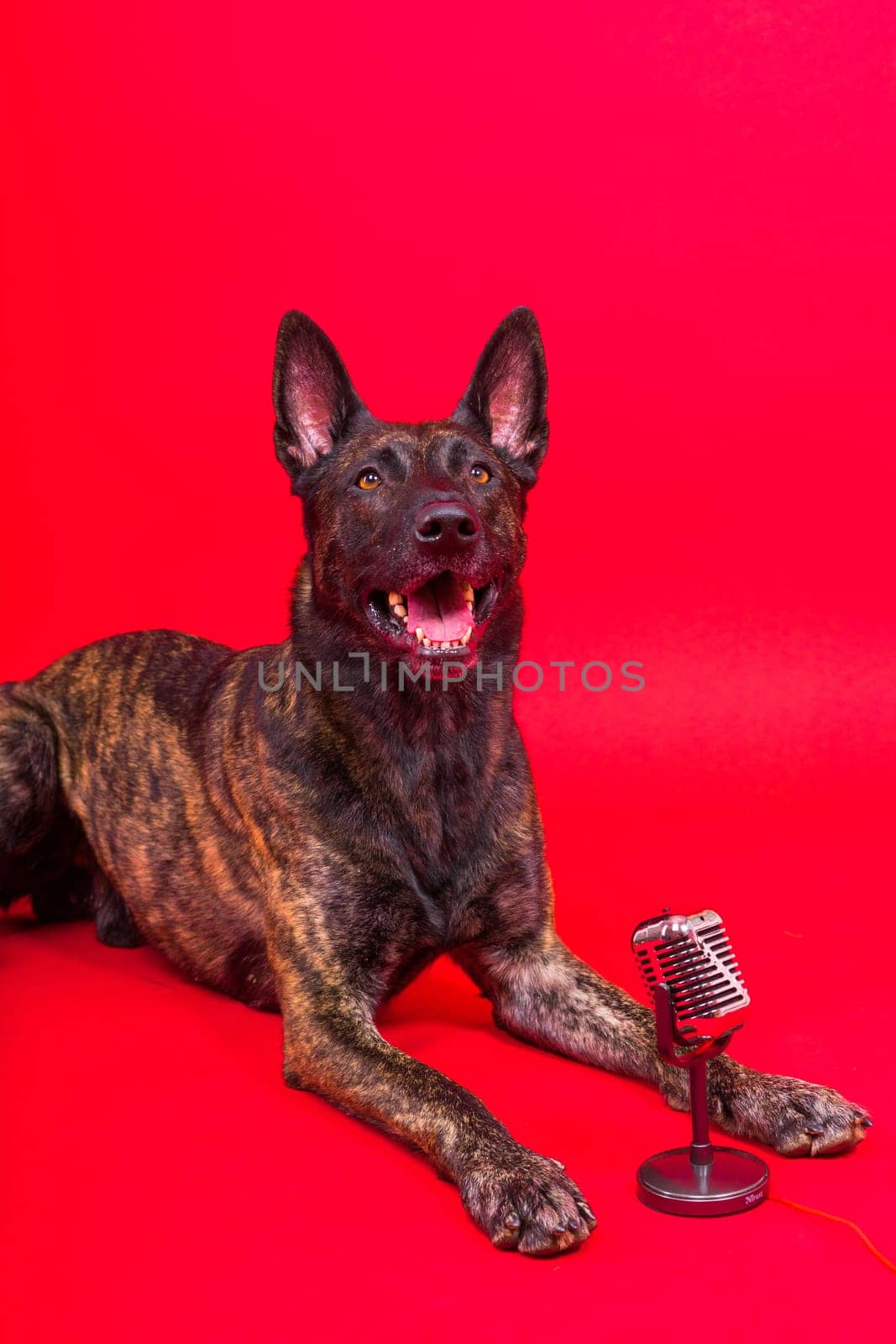 Cute singing dog Dutch shepherd in studio red yellow background