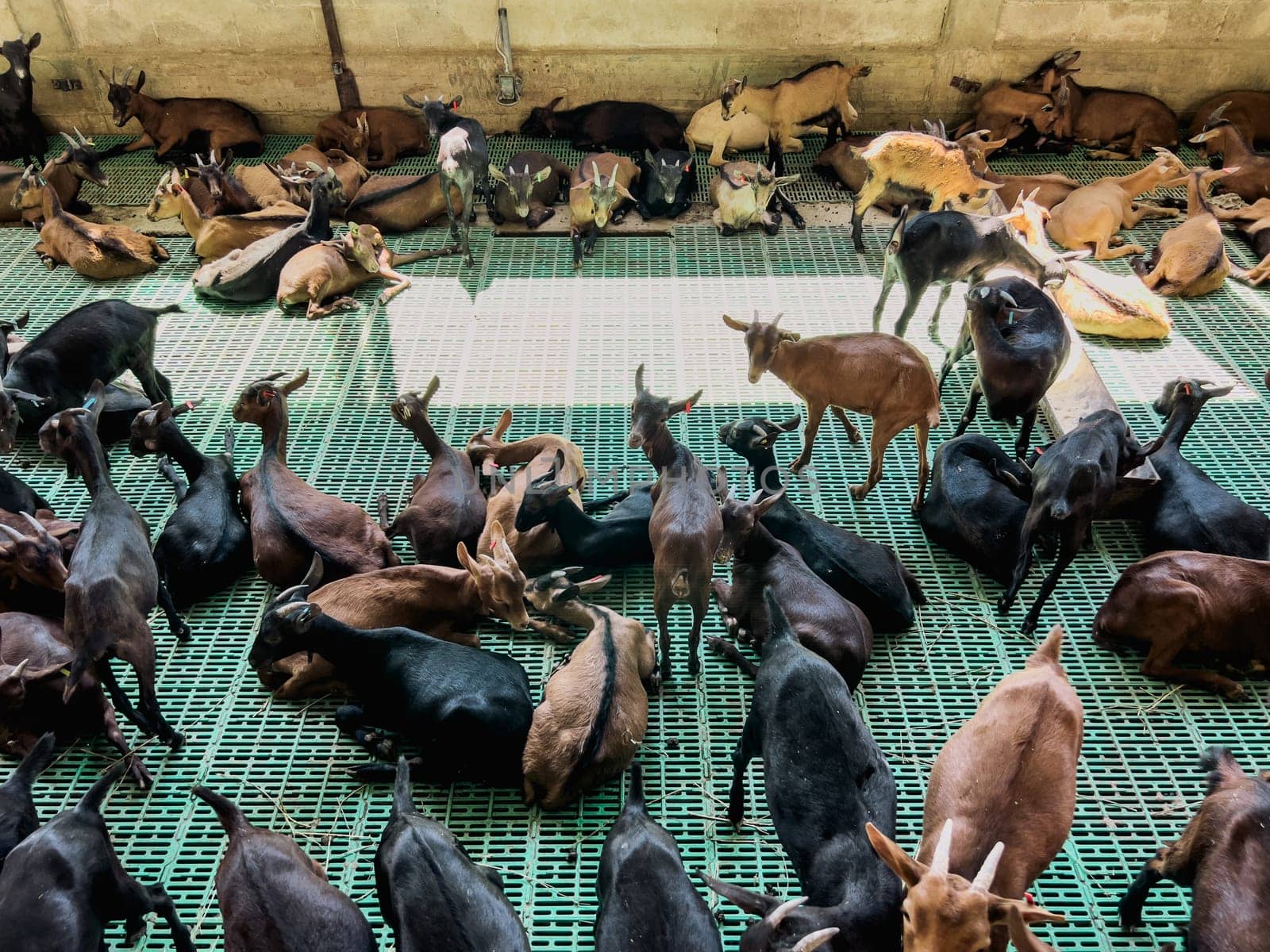 Little goatlings are resting on the green slatted floor in the farm. High quality photo