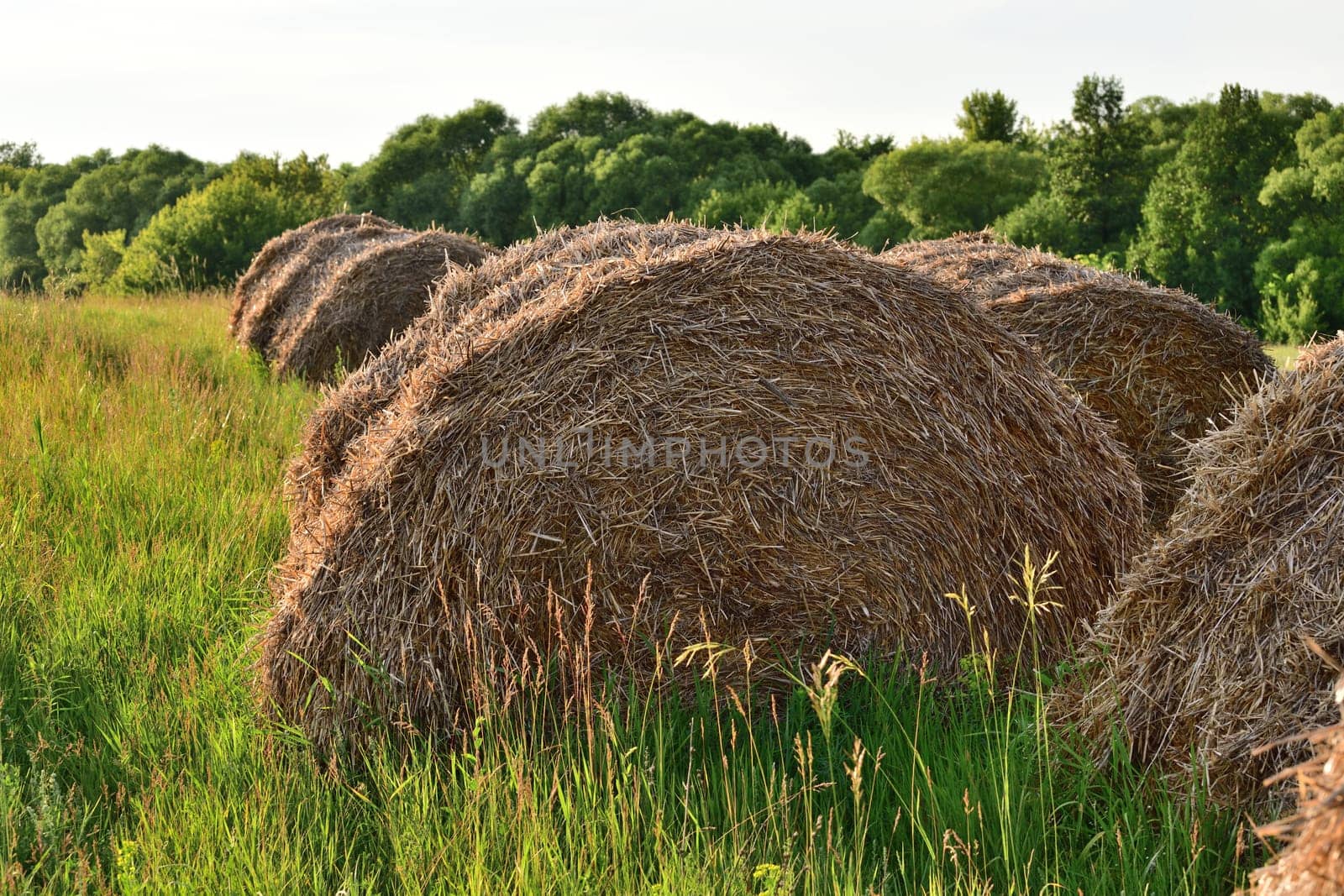 round bales of straw in field