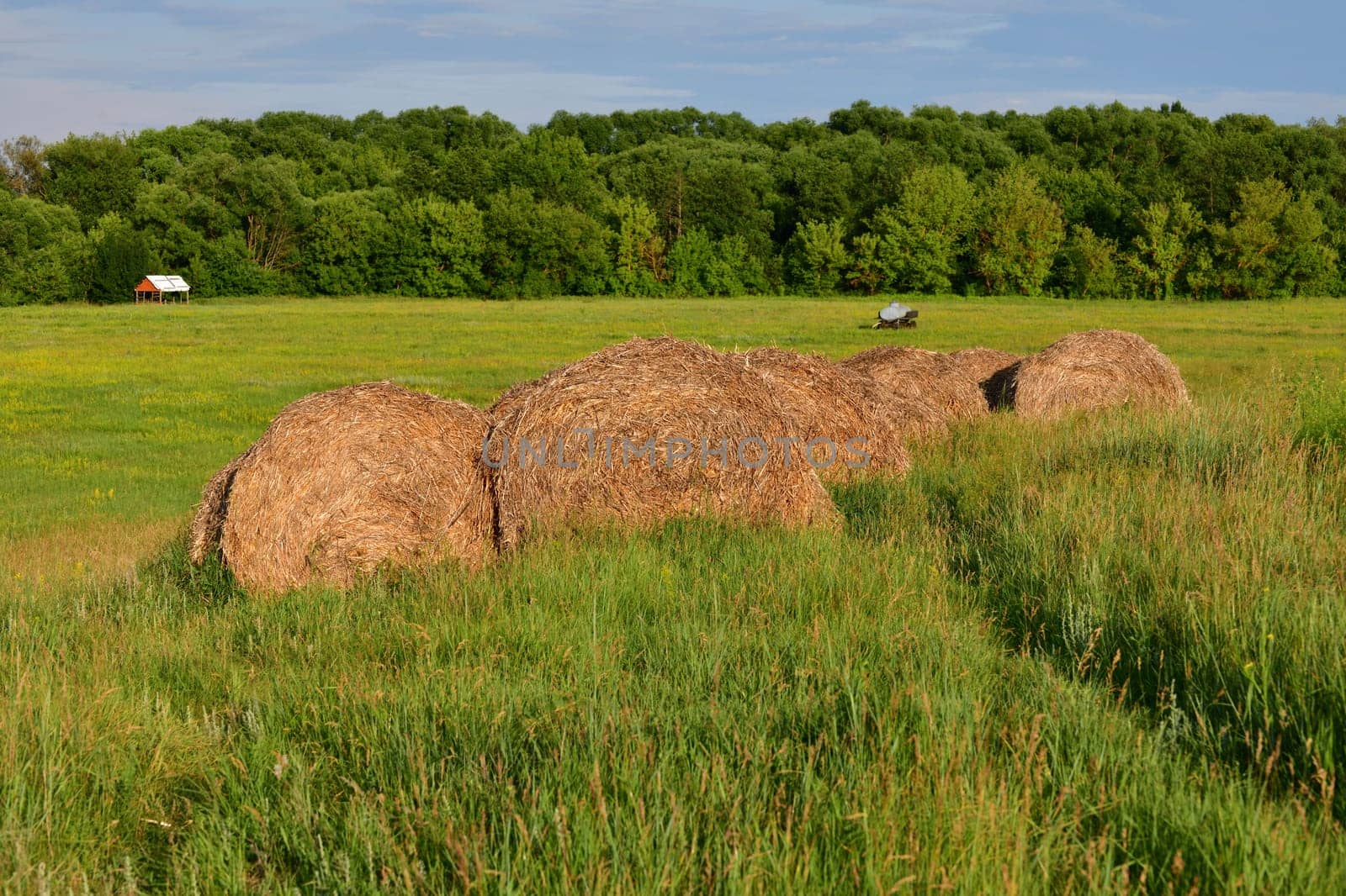 round bales of straw in field in Russia by olgavolodina