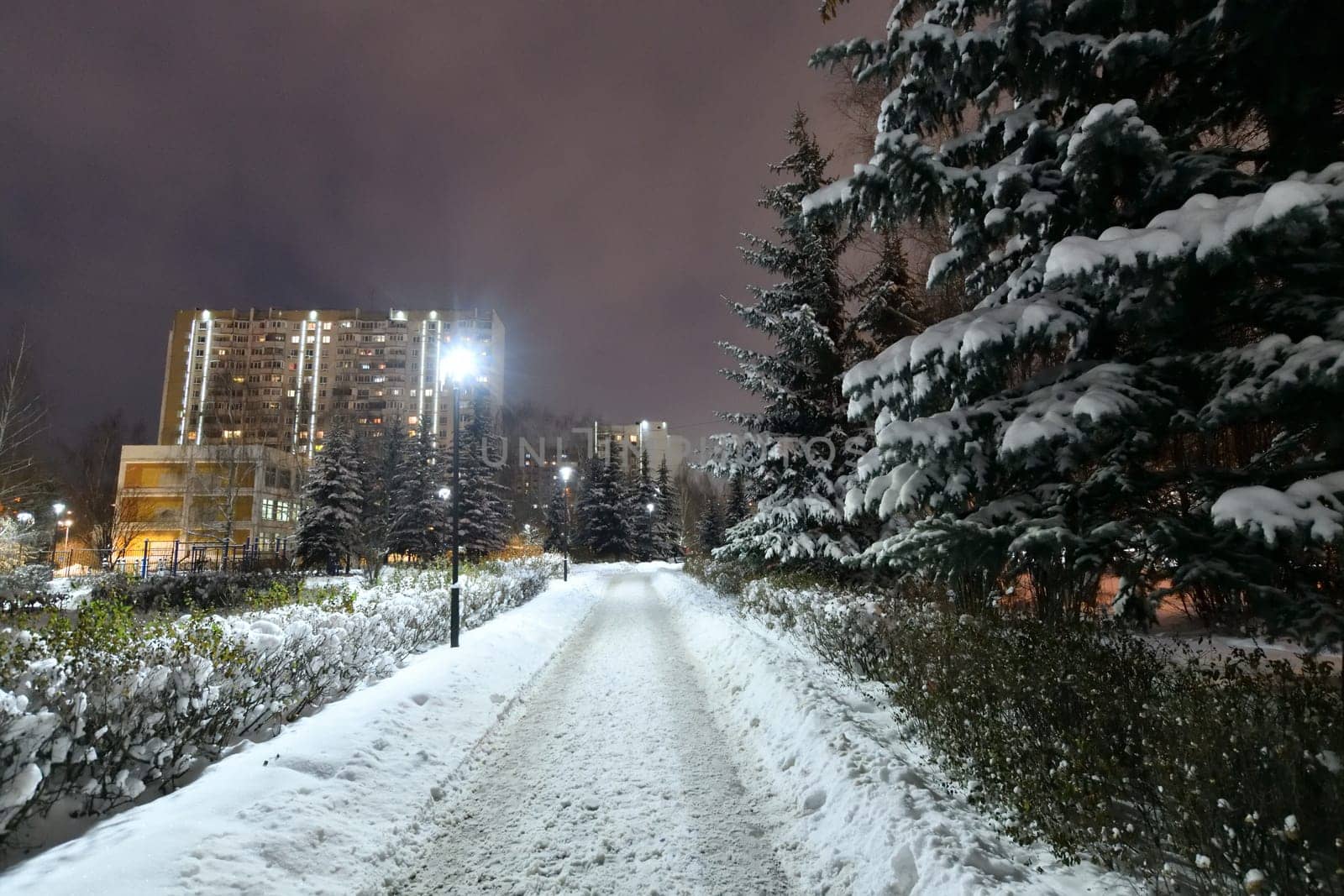 Fragment of a winter city spruce park in Moscow, Russia by olgavolodina