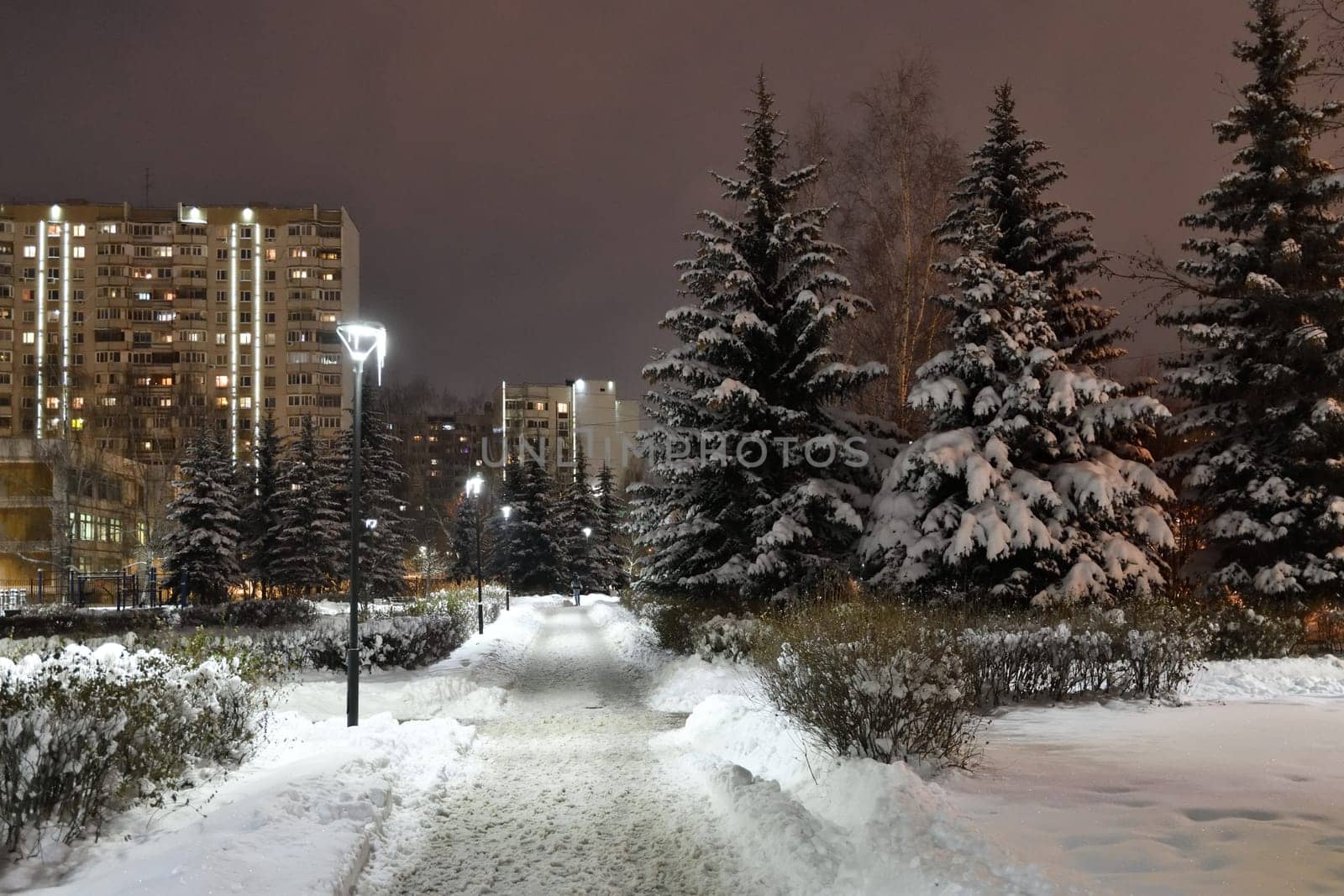 Fragment of a winter city spruce park in Moscow, Russia by olgavolodina