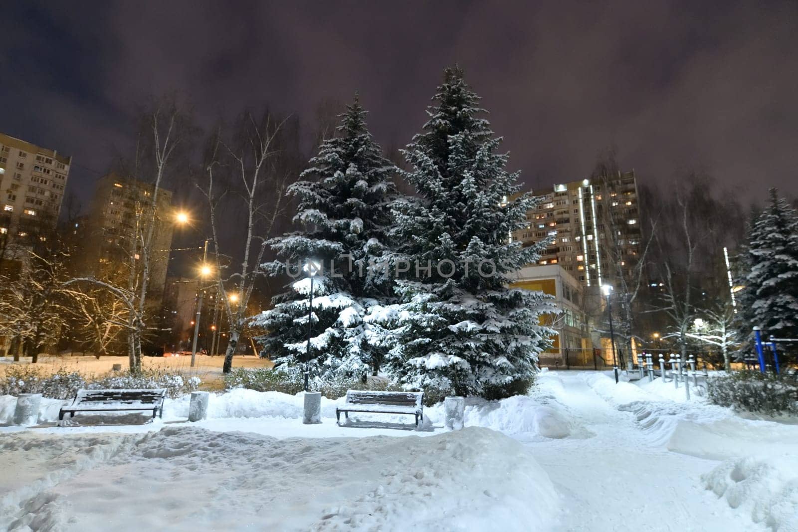 Fragment of a winter city spruce park in Moscow, Russia by olgavolodina