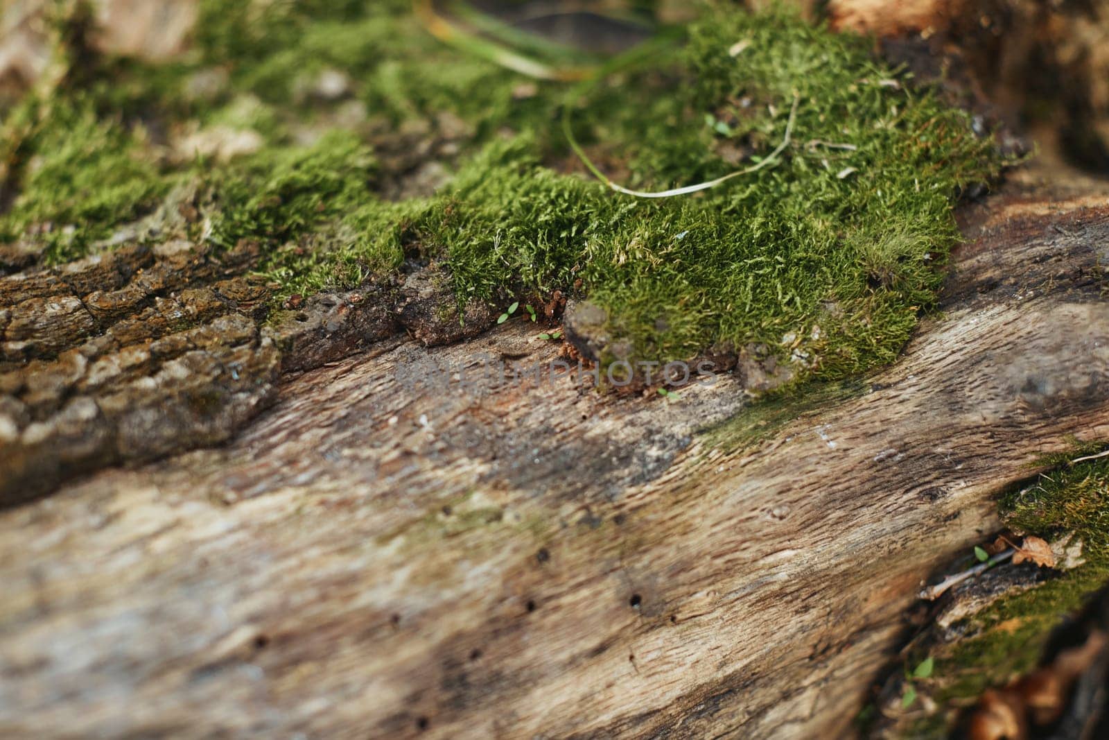 Green moss on tree bark outdoor, close up