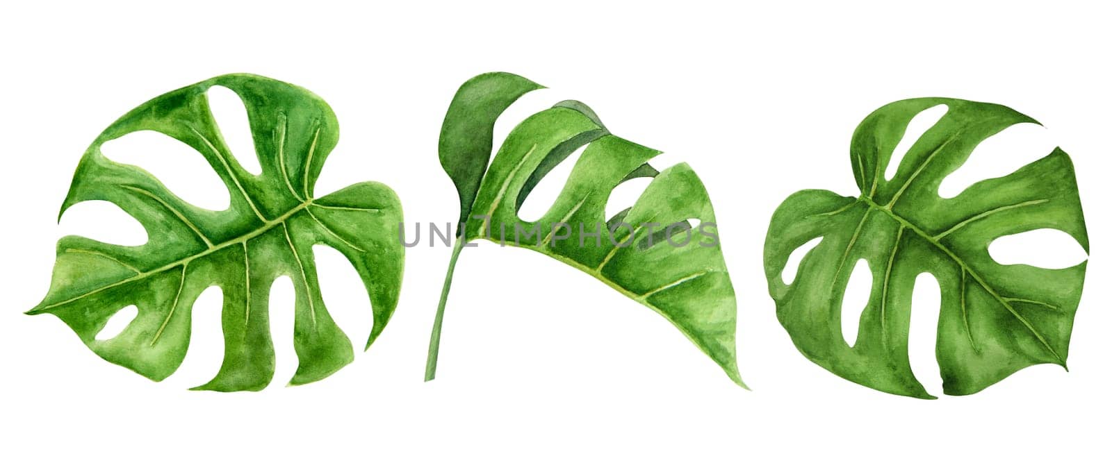 Green Monstera leaves set. Watercolor hand drawn illustration of tropical plant for travel guides, cosmetic, spa, massage salon prints, wedding invitations, textile, packing. Jungle liana clip art. by florainlove_art