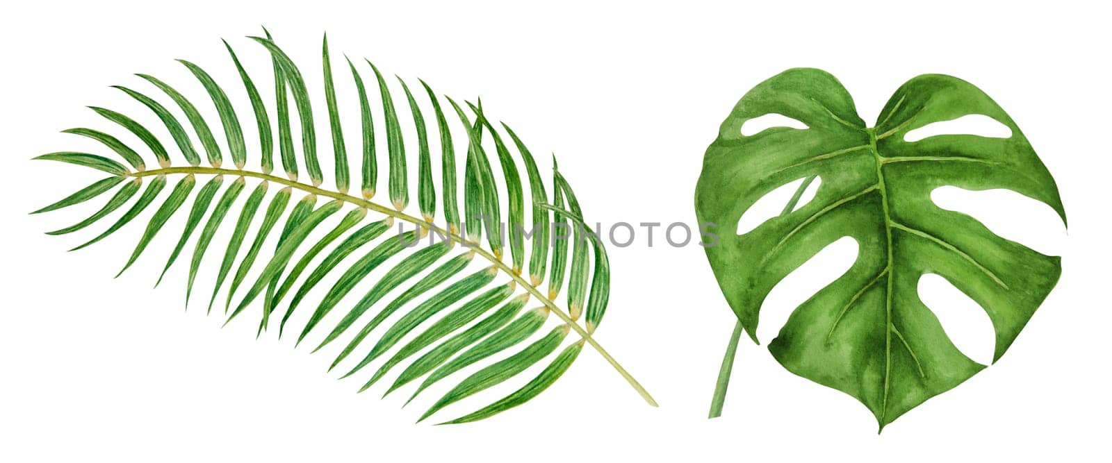 Green Palm and Monstera leaves. Watercolor hand drawn illustration of tropical plant for travel guides, cosmetic, spa, massage salon prints, wedding invitations, cards, packing. Jungle liana clip art. by florainlove_art