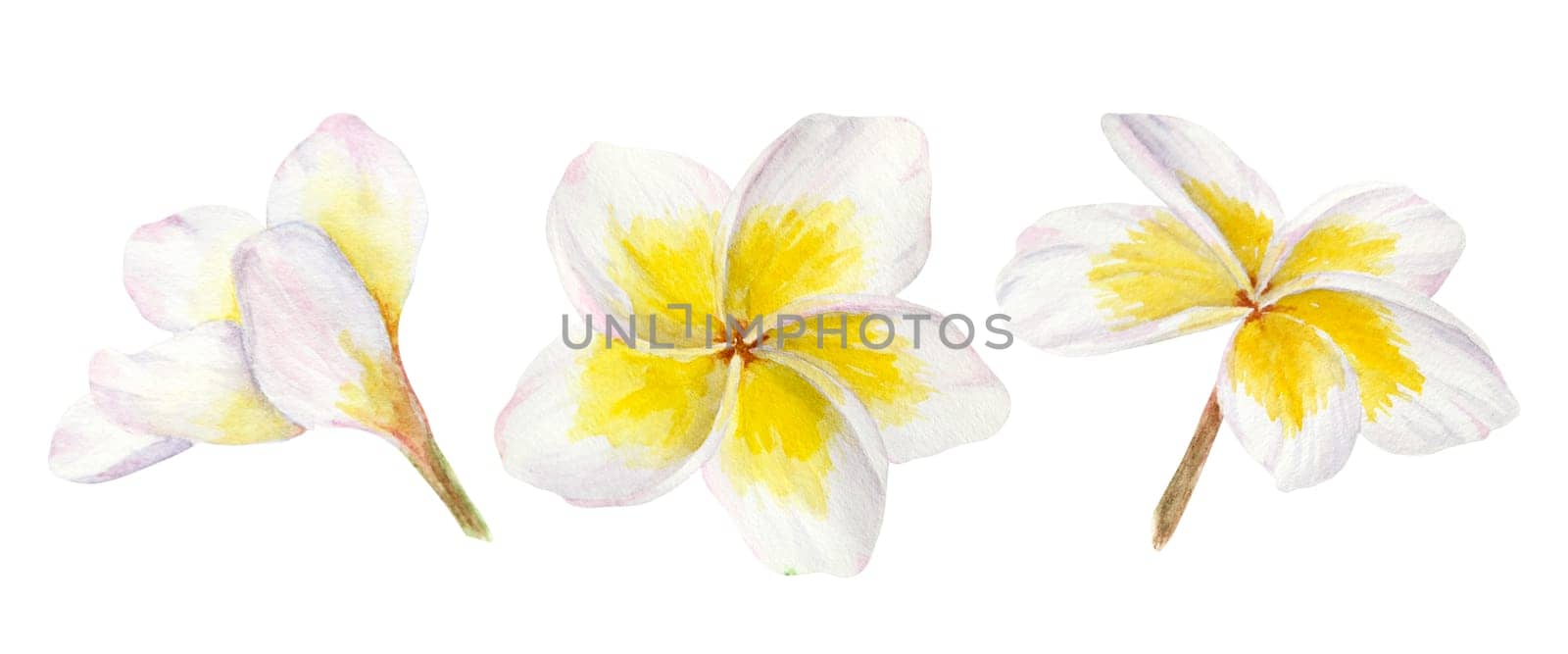 White frangipani illustration. Watercolor hand drawn clip art of exotic flower plumeria. Tropical painting for wedding invitations, spa and massage salon prints, cosmetic packing, travel guides.