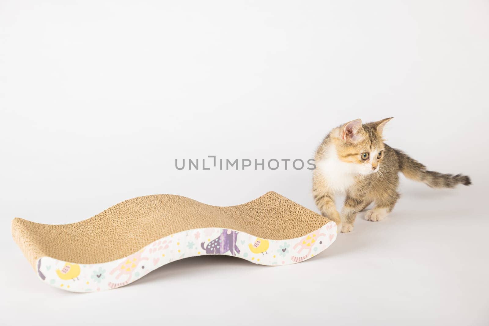 Every cat owner house modern cat scratching post also comfy lounge bed is made of corrugated cardboard on white background. The cat alertness and playful paw reveal its love for this feline furniture.