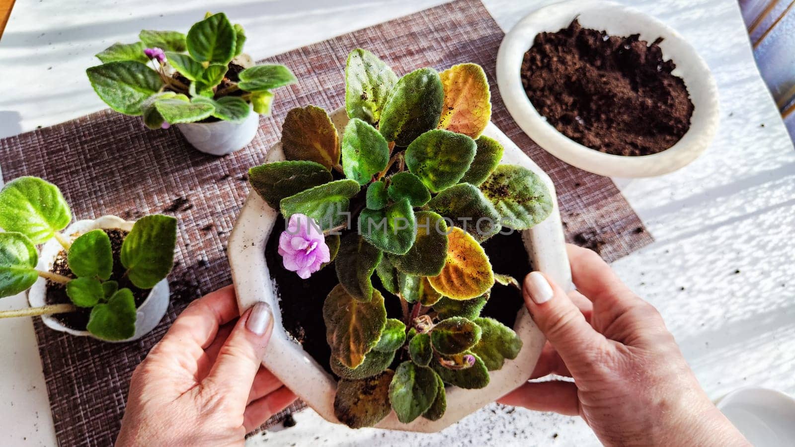 Hand of woman who Transplant and plant violet flower senpolia into a new pot. Home flower and care for it. Plants and creating comfort in the house