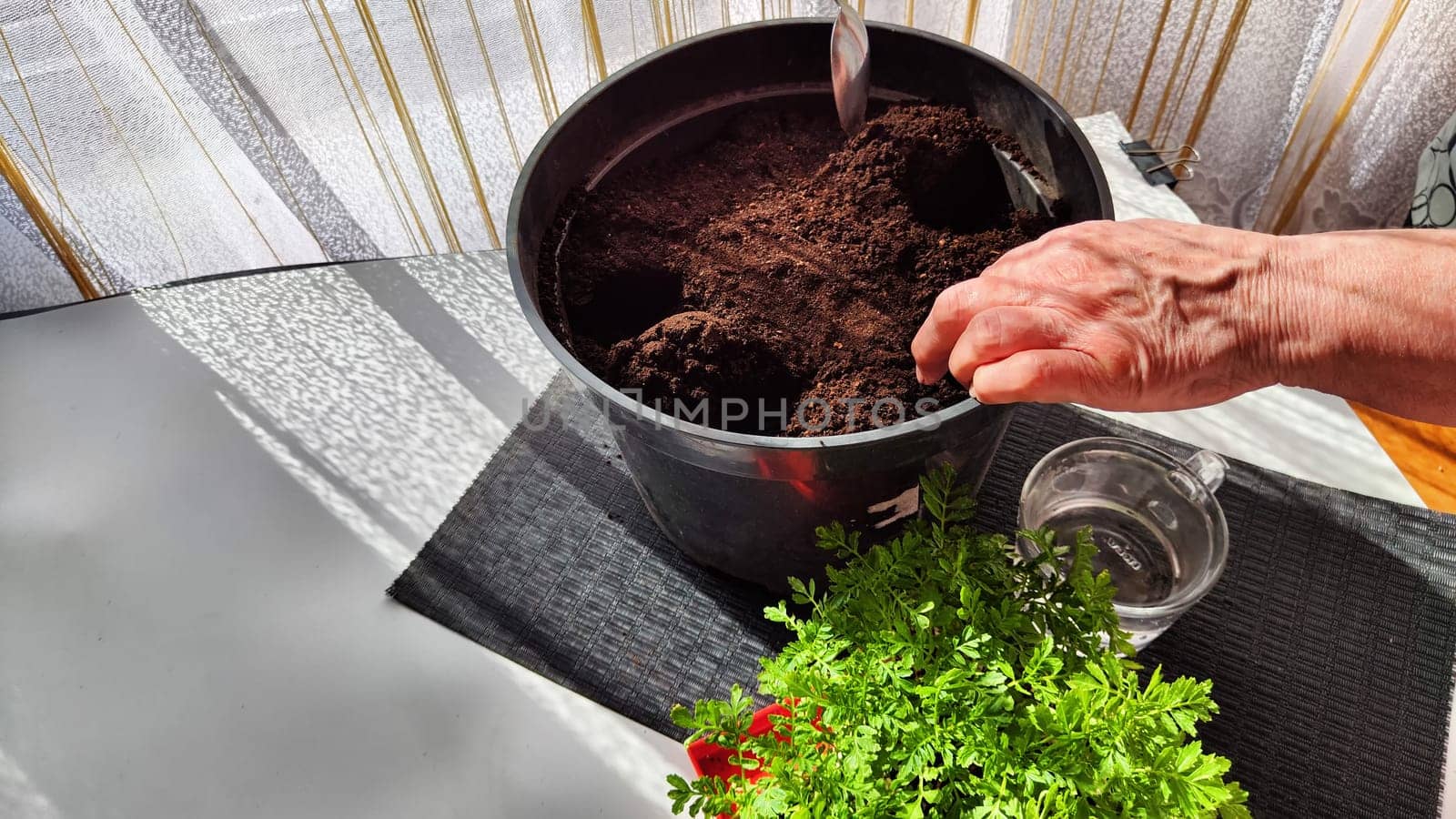 Planting marigold flowers in a pot. Reproduction of plants in spring. Young flower shoots and greenery for the garden. The hands of elderly woman, bucket of earth, green bushes and twigs with leaves