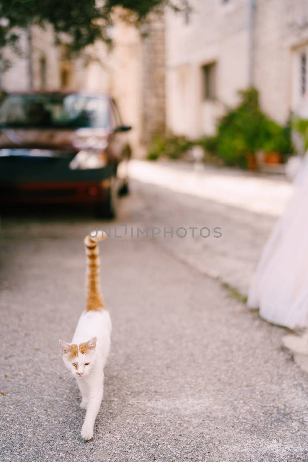 White-red cat walks down the street past the house. High quality photo