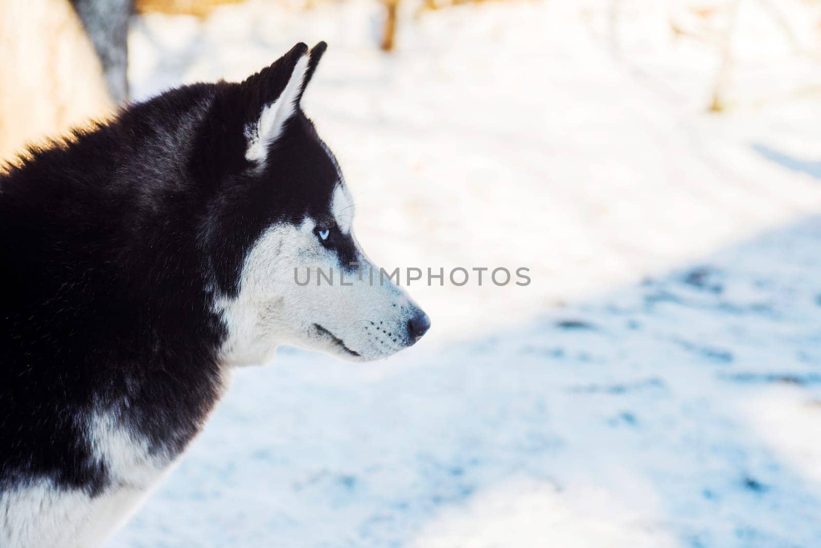 Muzzle of Siberian Husky dog on snow background on bright sunny day. Siberian Husky dog black and white colour with blue eyes.