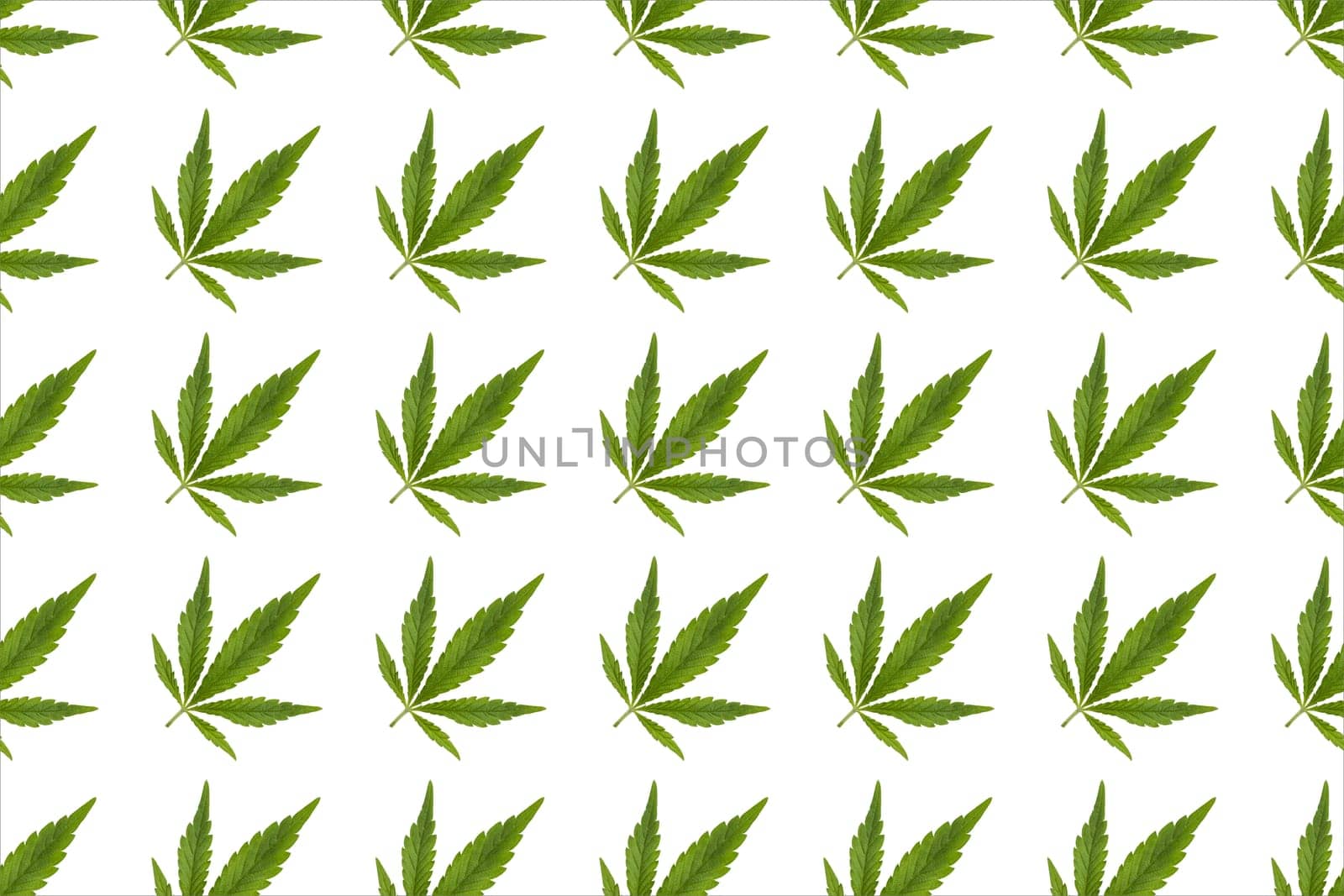 Green hemp leaves on white background. Cannabis green leaves on white background by andreyz