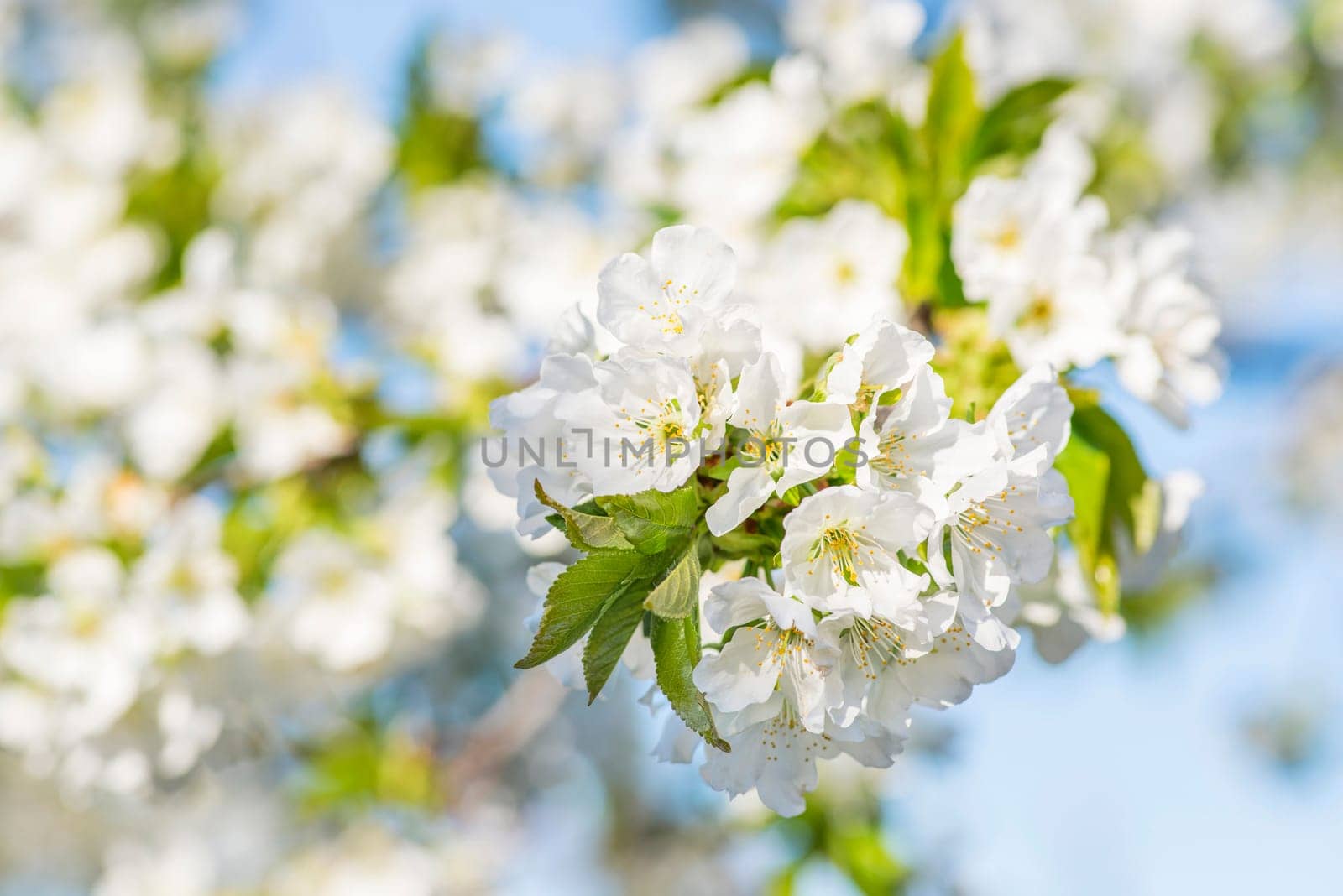 Cherry blossom in spring. Cherry flowers are blooming in the garden, closeup