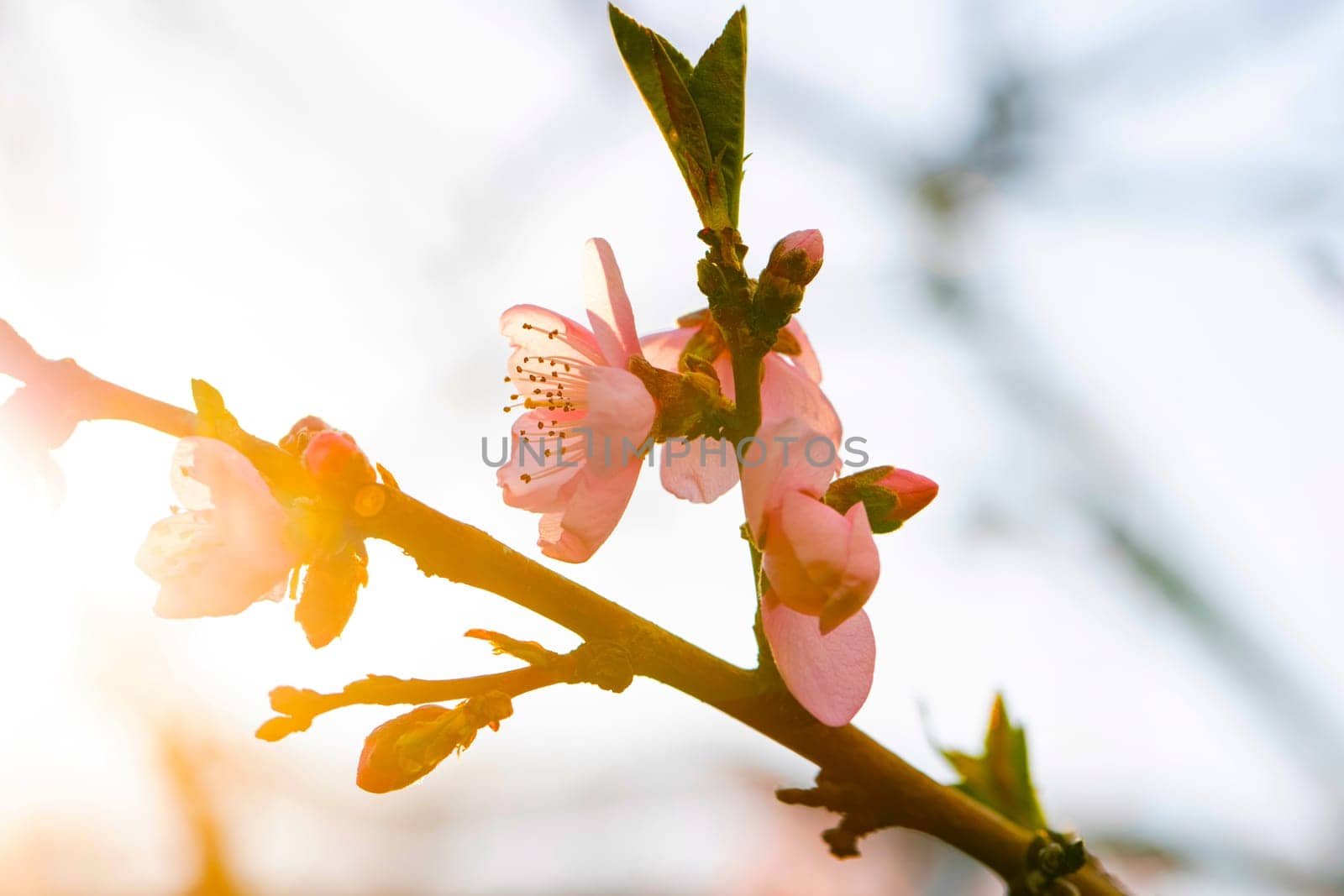Blooming peach tree on a blurred natural background. Selective focus. Spring background with pink flowers.