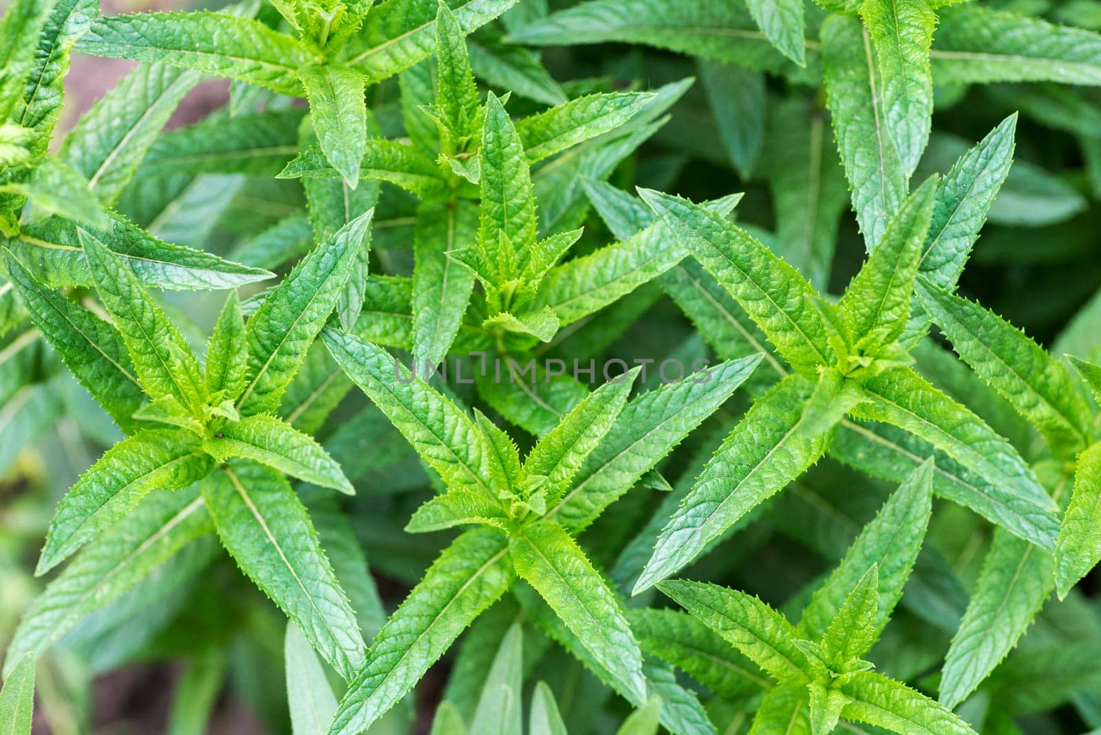 The mint plant grow in the vegetable garden . Closeup of fresh mint plant by andreyz