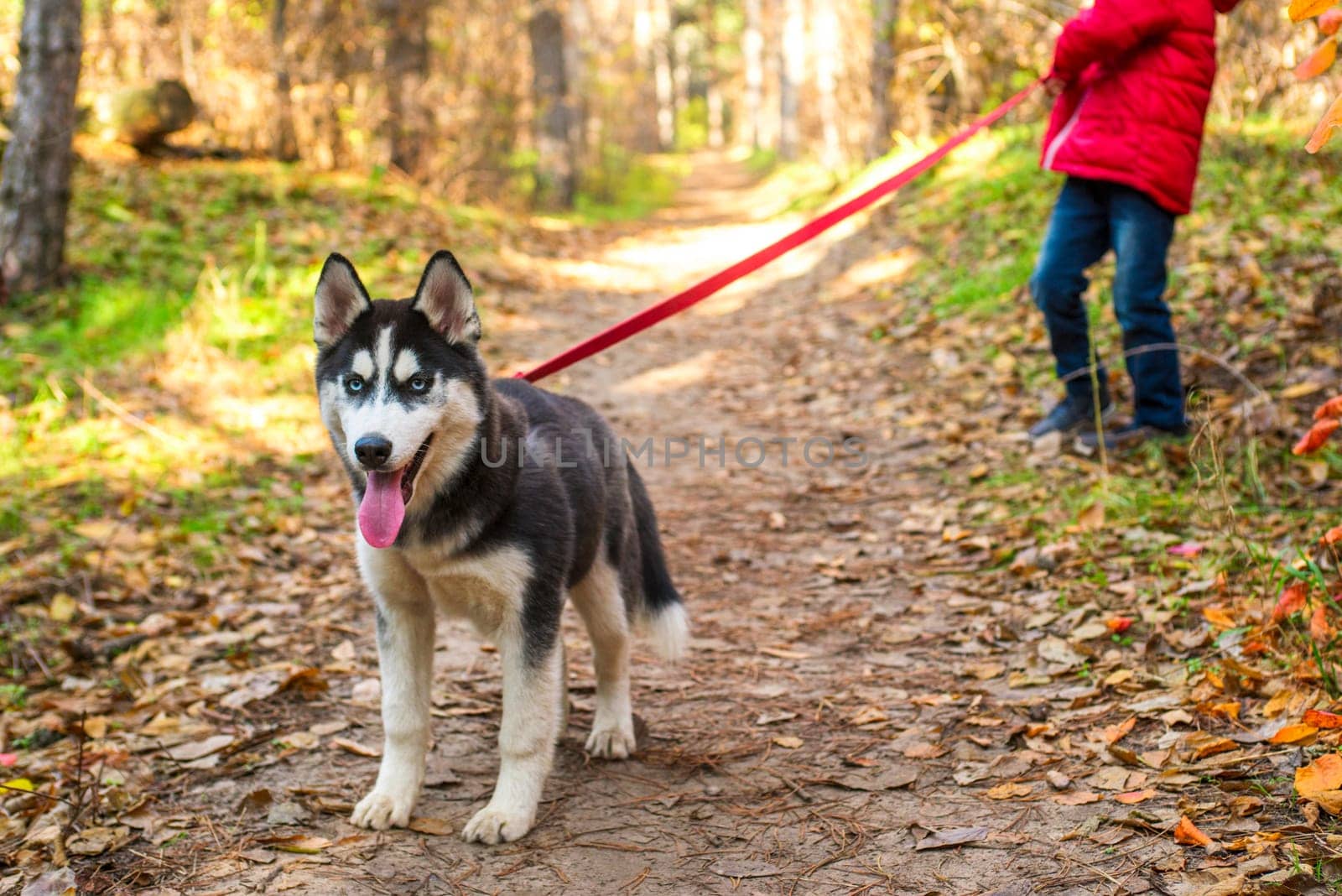 Child is walking with dog in autumn park on a sunny day by andreyz