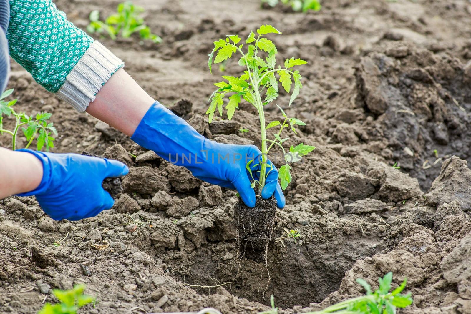 Woman planting a tomato seedling in the vegetable garden. Planting a tomato seedlings in the soil.