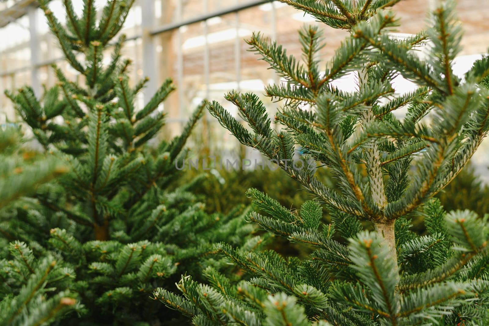 Christmas trees with tags for sale on a shop by Godi