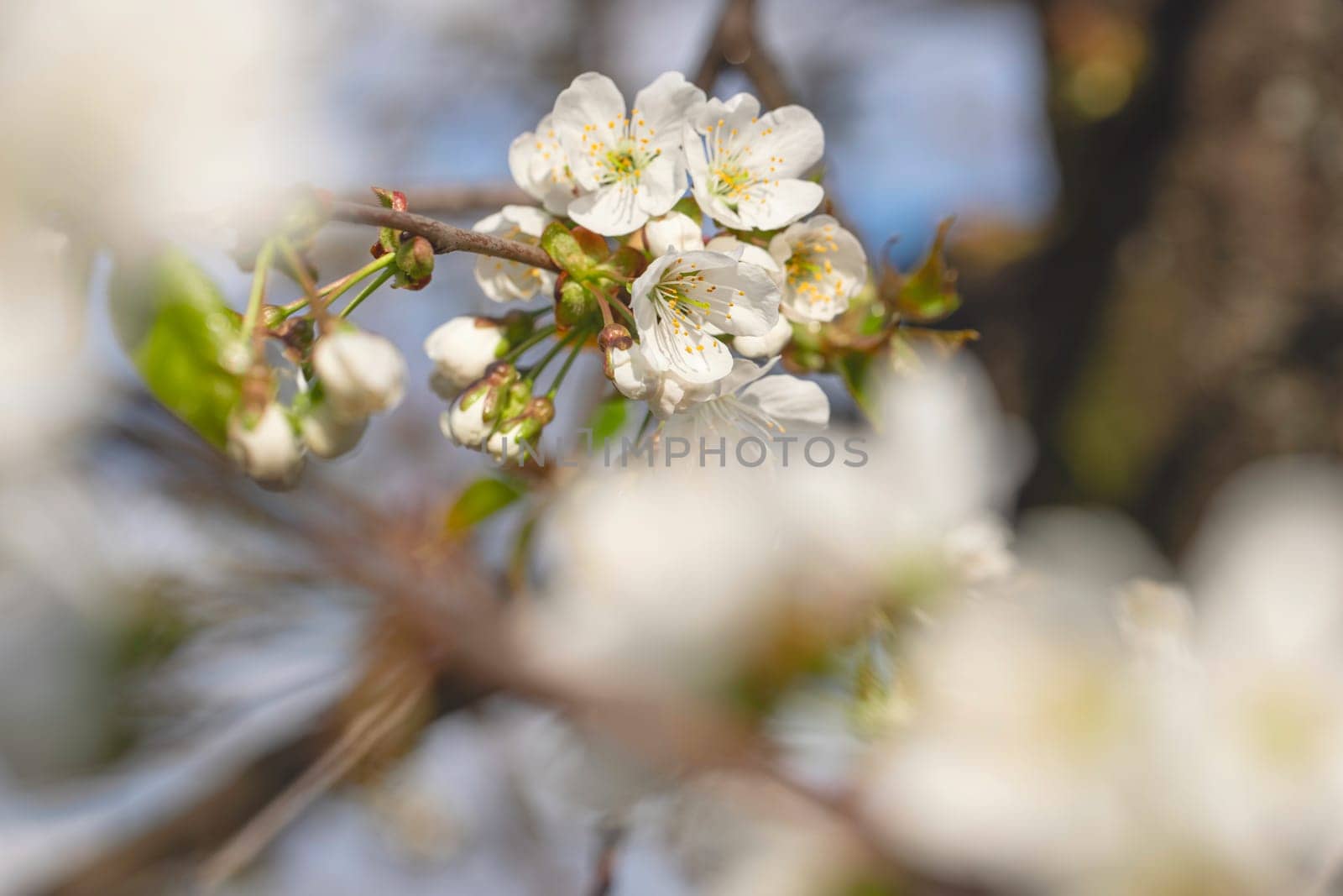 Blooming apple tree on a blurred natural background. Selective focus. Spring background with white flowers.