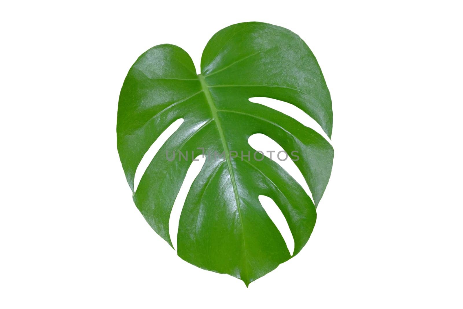 Leaves of a large tropical jungle monstera isolated on white.