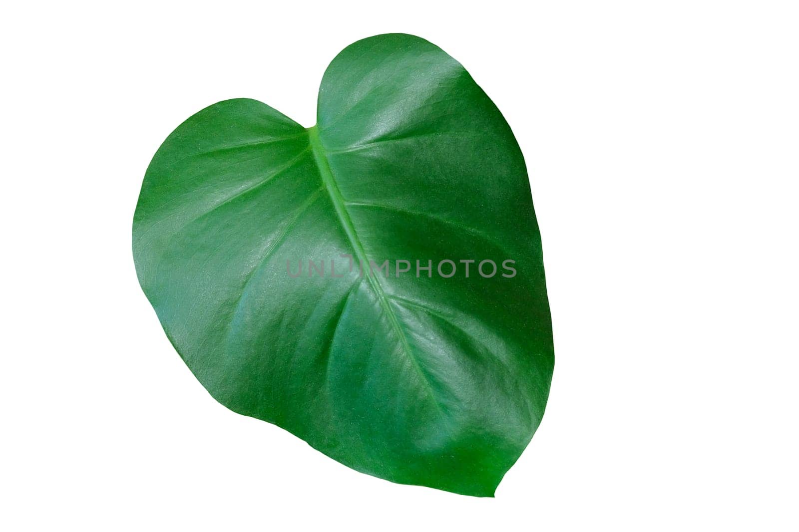 Green tropical leaves isolated on a white background by Shablovskyistock