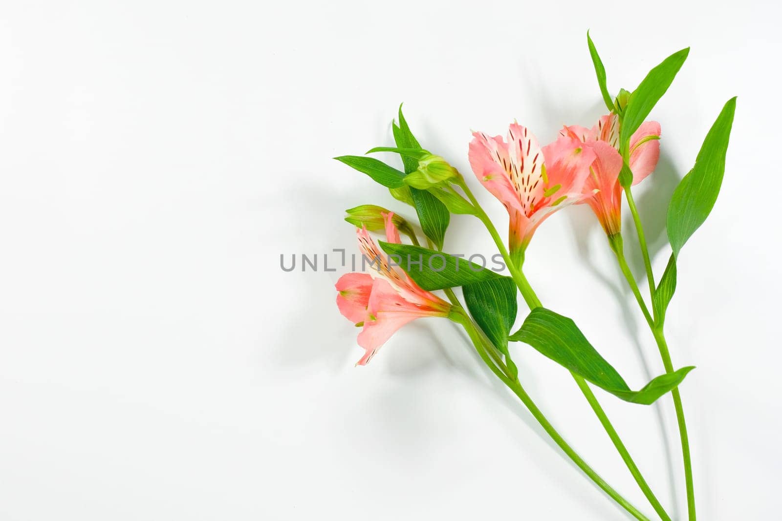Beautiful pink lily flower isolated on white background. Top view.