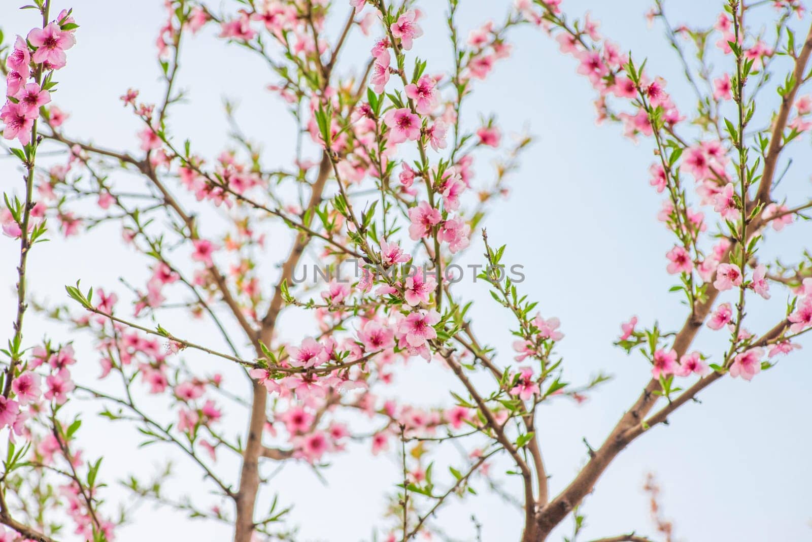 Peach tree blossoms during spring time. Blossoming peach branches on blue sky's background.