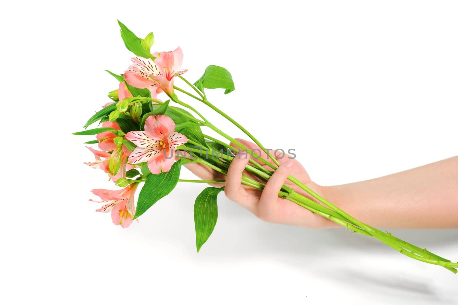 Delicate lily flowers in a female hand on a white background. Natural cosmetics, hand care products. Skin care.