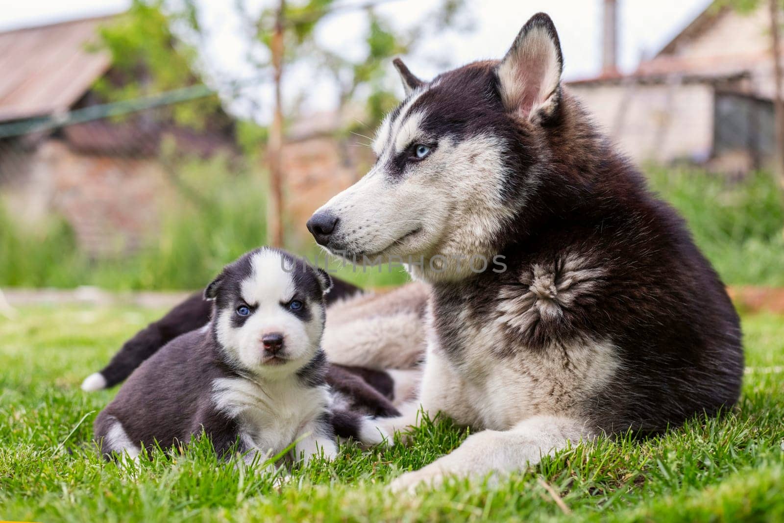 Cute little husky puppies playing with her dog mom outdoors on a meadow by andreyz
