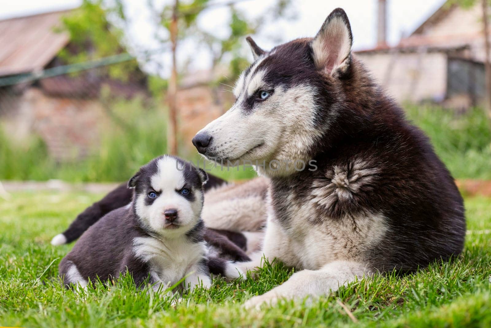 Cute little husky puppies playing with her dog mom outdoors on a meadow in the garden or park.