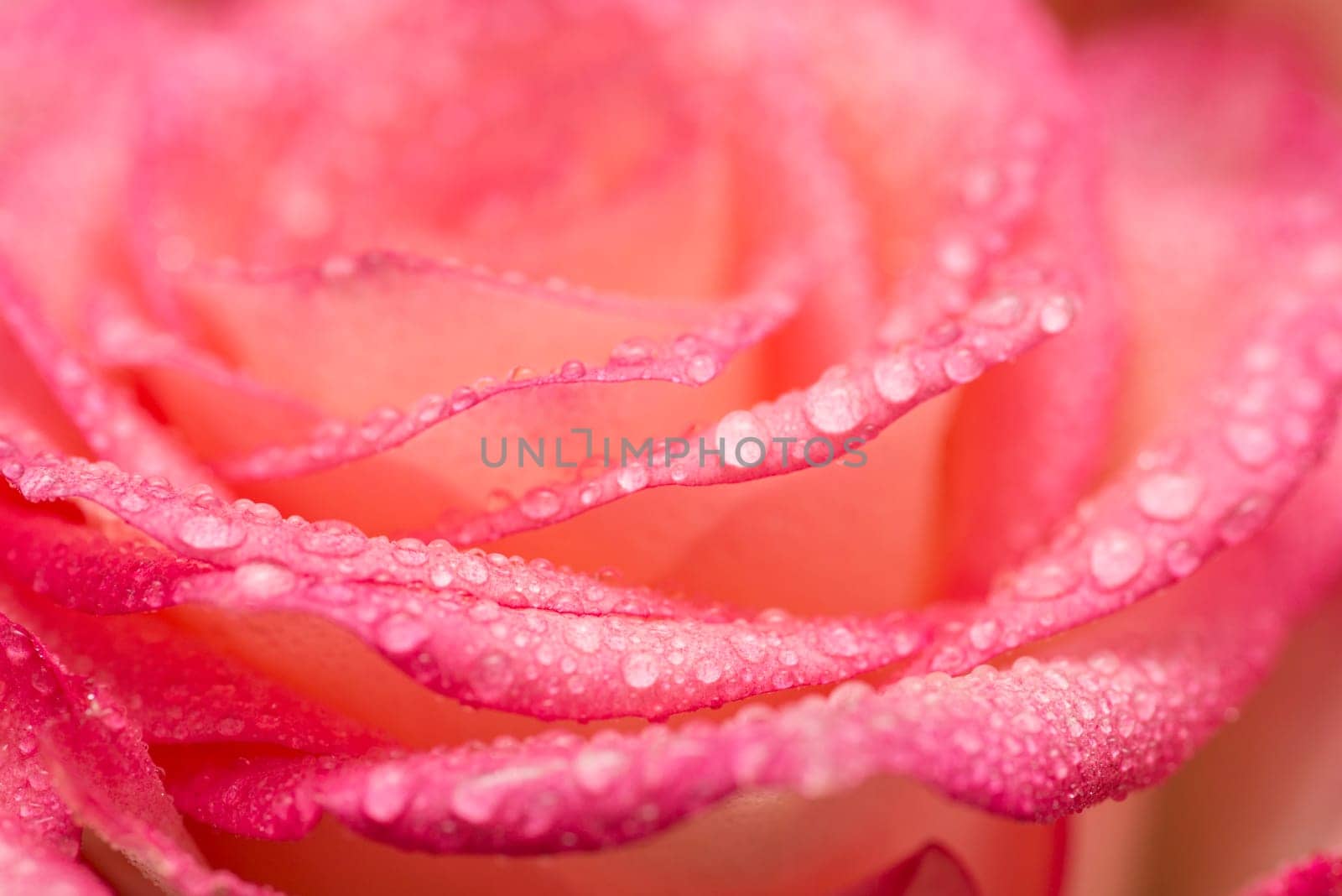 Pink rose flower with water drops. Water drops on rose. Flower background by andreyz