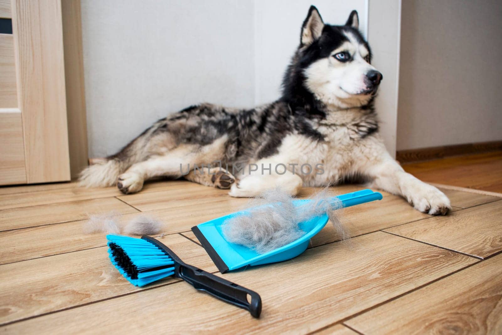 The hair after molting the dog is collected in a scoop with a brush. Cleaning dog hair at home. Pet care.