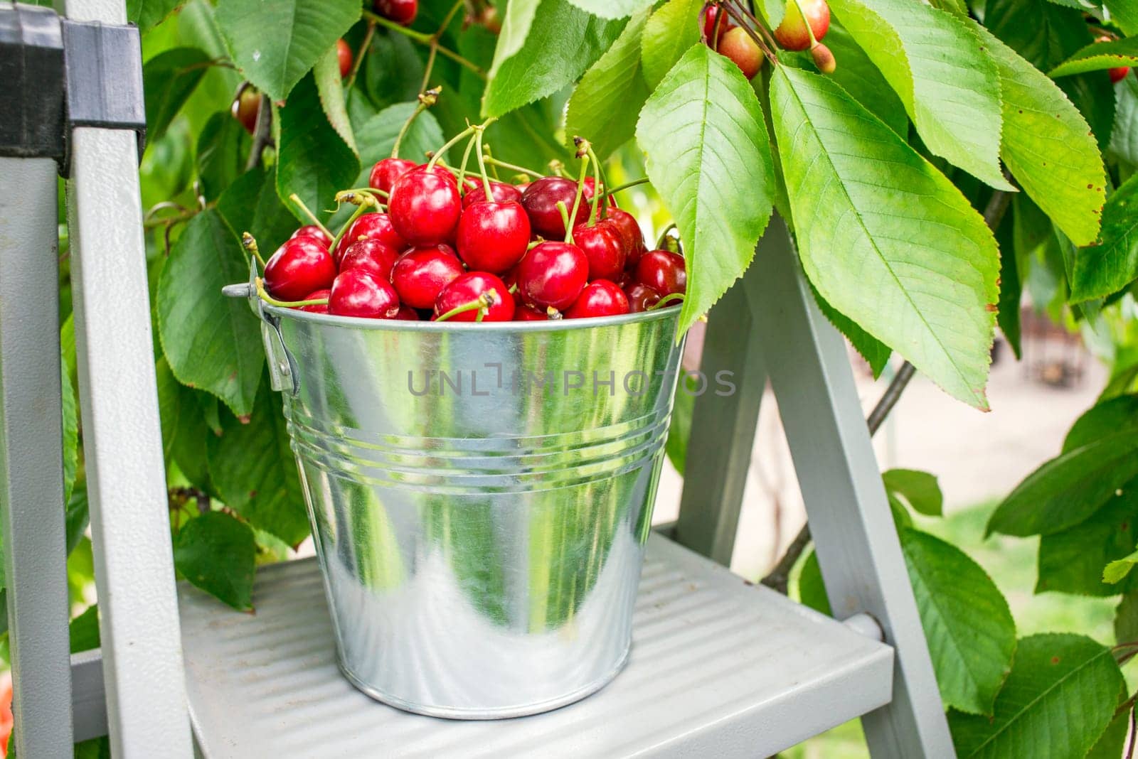 Ripe cherries in bucket. Bucket with freshly picked cherries on the top of ladder in the garden.