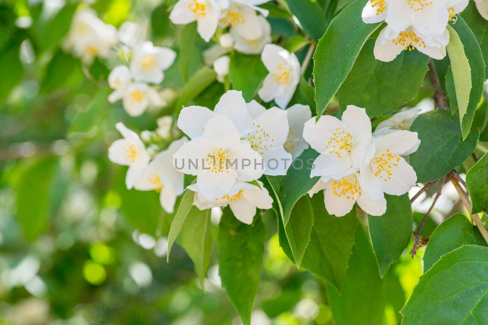 Beautiful white jasmine flowers. Beautiful blooming jasmine branch with white flowers. Natural background with jasmine flowers on a bush. Selective focus.