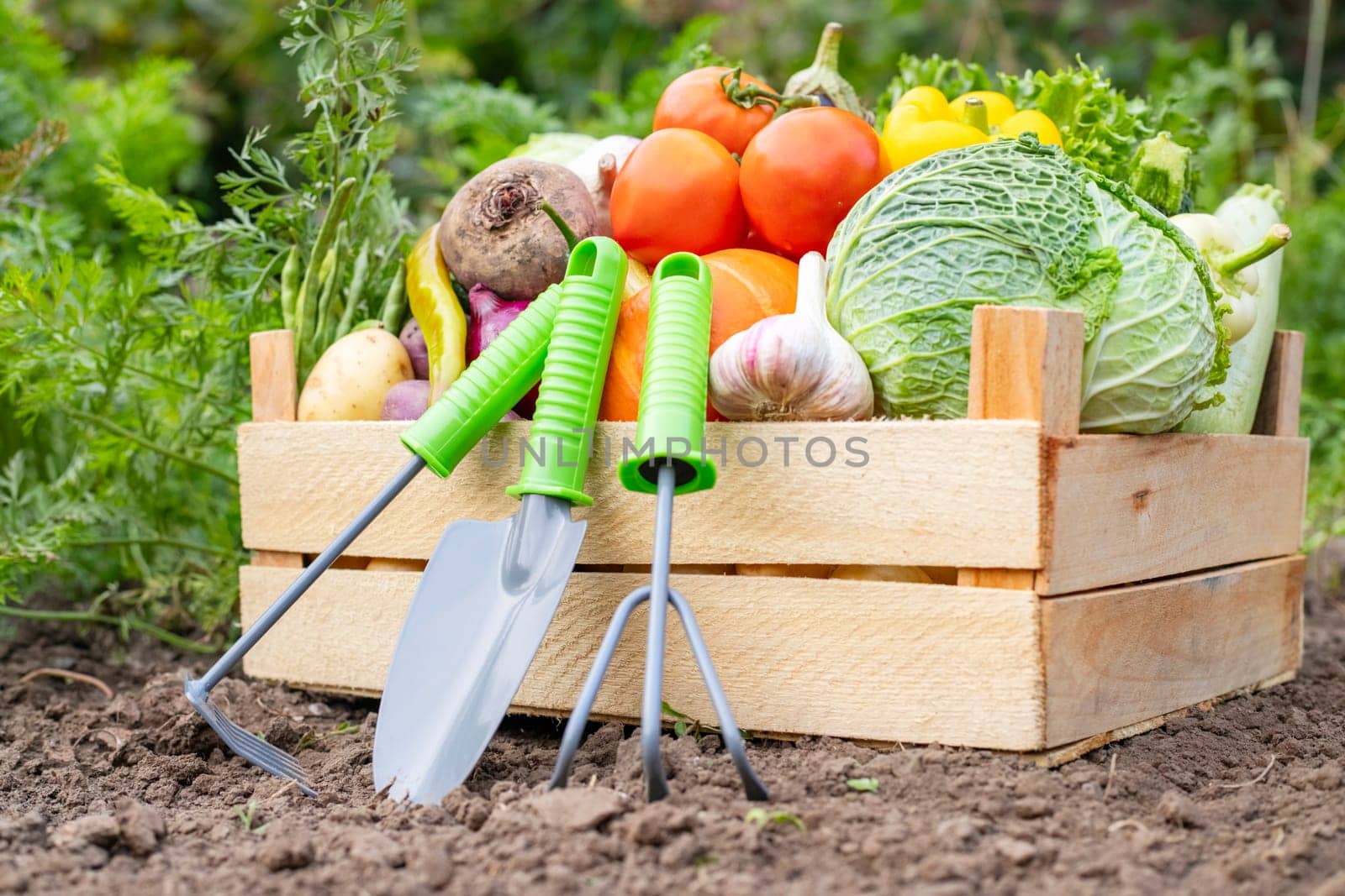 Fresh organic vegetables in a wooden box and garden tool by andreyz
