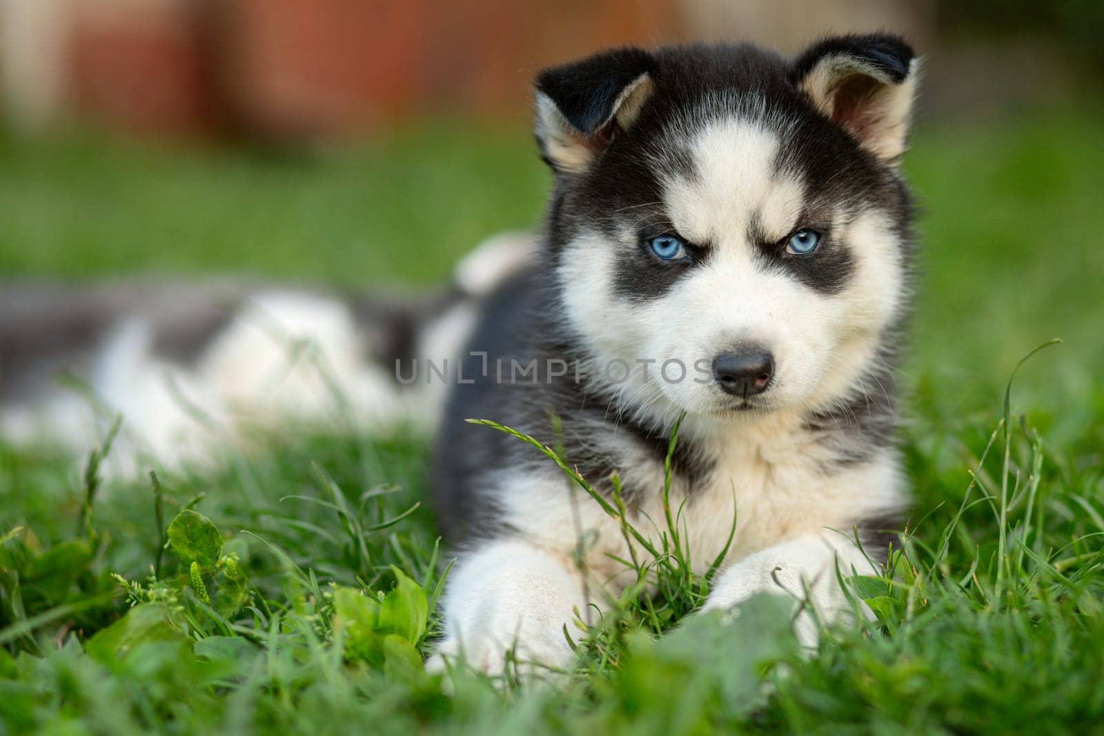 Cute siberian husky puppy with blue eyes sitting in green grass on a summer day.
