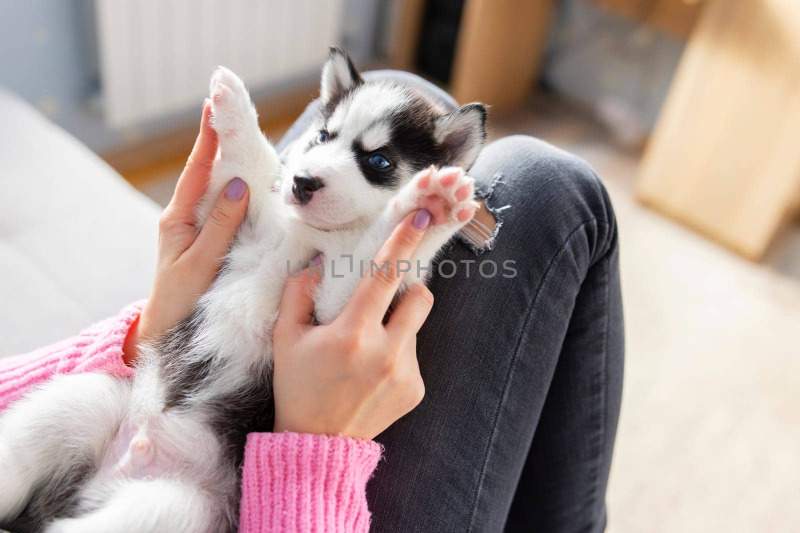 Cute, charming husky puppy, lying on the lap of a young and caring woman owner. Close-up. Pet care concept.