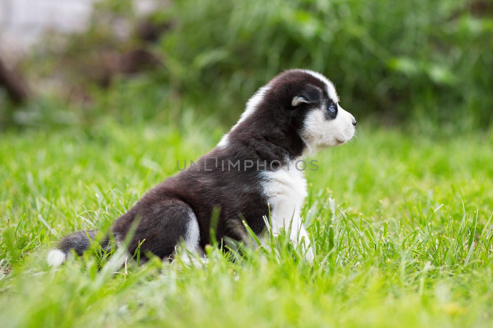 Cute siberian husky puppy with blue eyes sitting in green grass on a summer day.