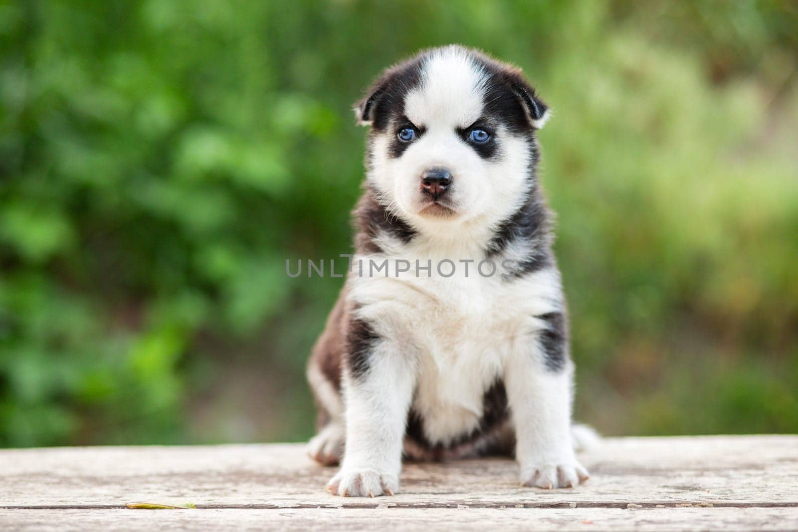 An adorable siberian husky puppy sitting on white wooden table on natural green background.