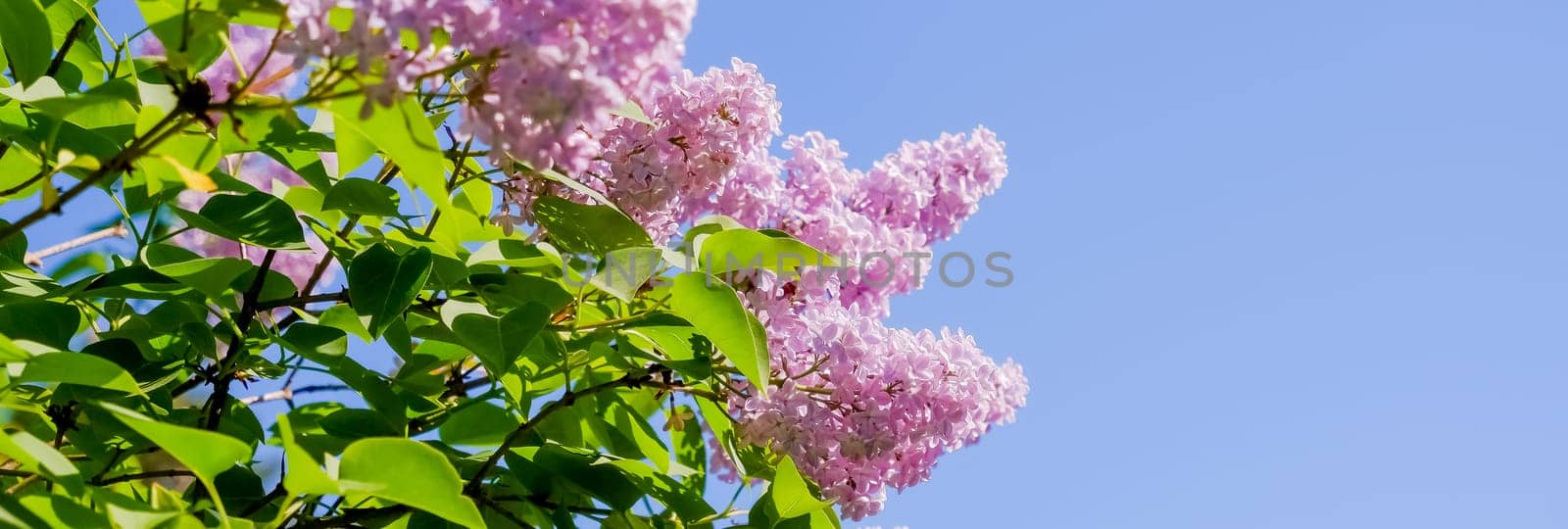 Lilac bush over sky background. Lilac flowers in garden or park. Nature background, banner