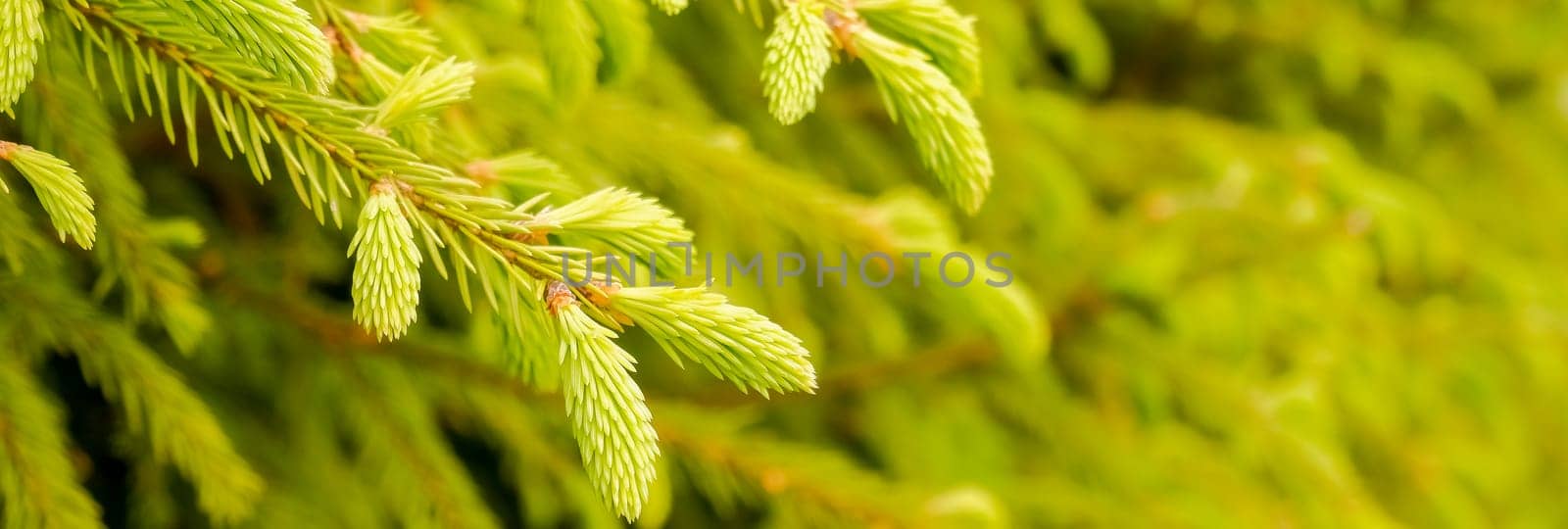 Fir branches with fresh shoots in spring. Young green shoots of spruce in the spring. Spruce branches on a green background.