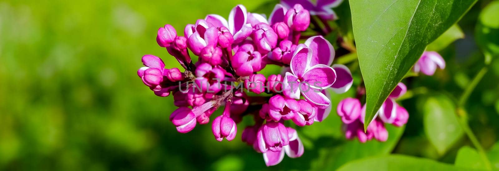 Lilac bush over sky background. Lilac flowers in garden or park. Nature background, banner