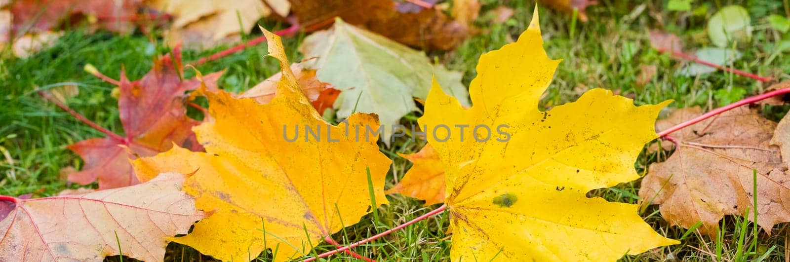 autumn background with maple leaves.Warm colors of Autumn. Maple leaves covering the ground.Multicolored leaves lie on the grass. by YuliaYaspe1979