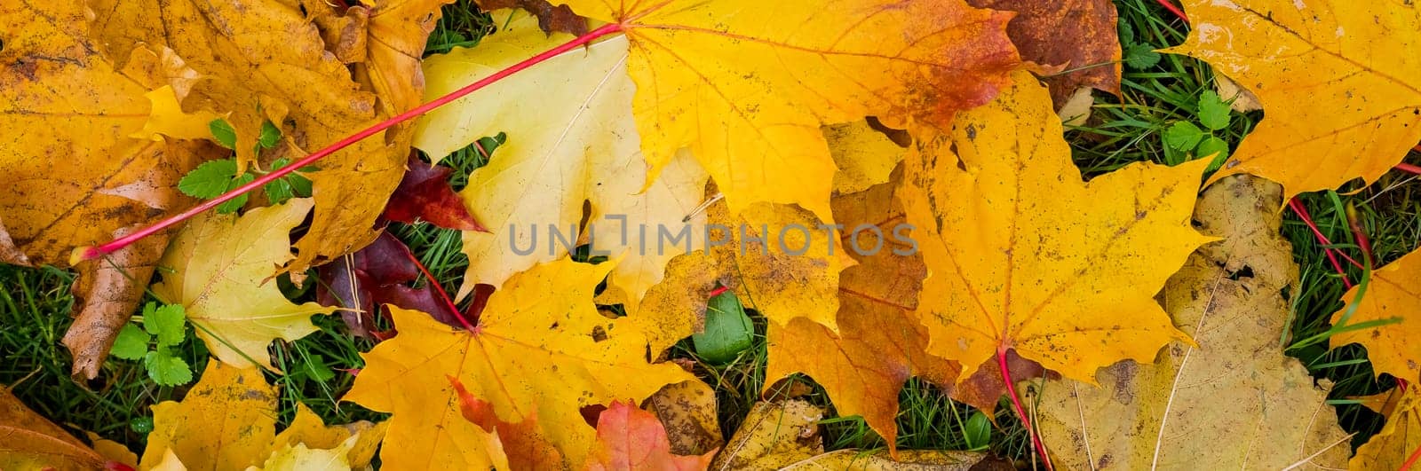 autumn background with maple leaves.Warm colors of Autumn. Maple leaves covering the ground.Multicolored leaves lie on the grass. by YuliaYaspe1979