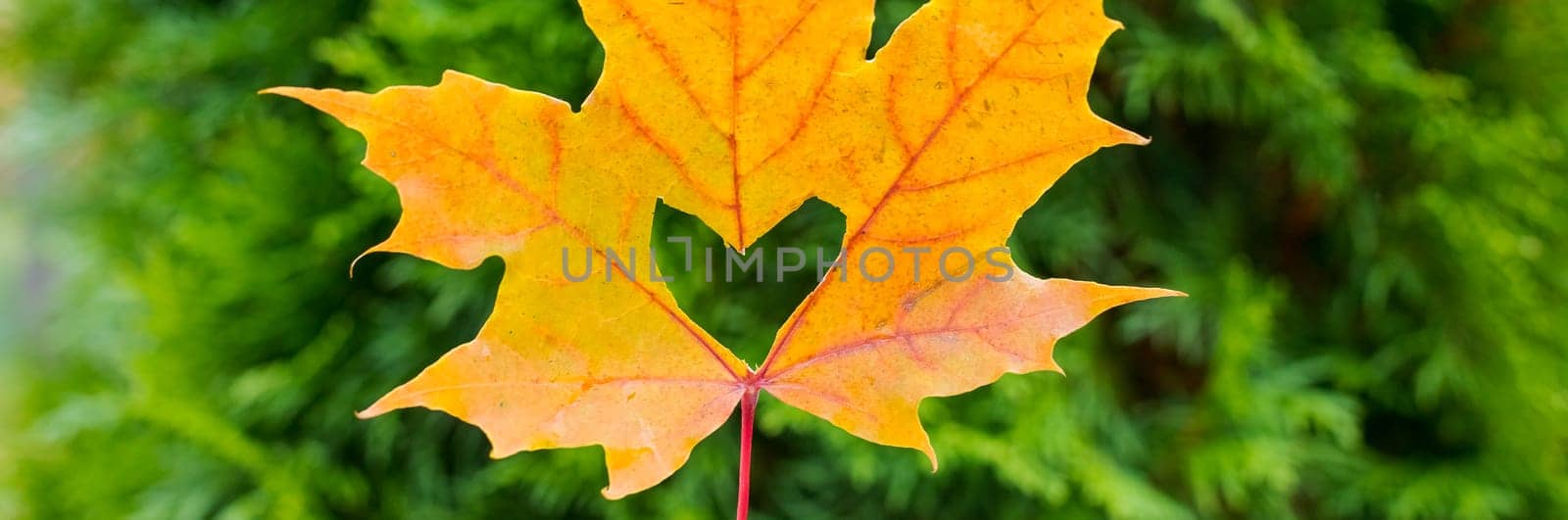 A heart in an autumn leaf on a background of grained wood and lawn. autumn orange leaf with a carved heart .Concept of love for travel or early autumn.Fall time season.web banner by YuliaYaspe1979
