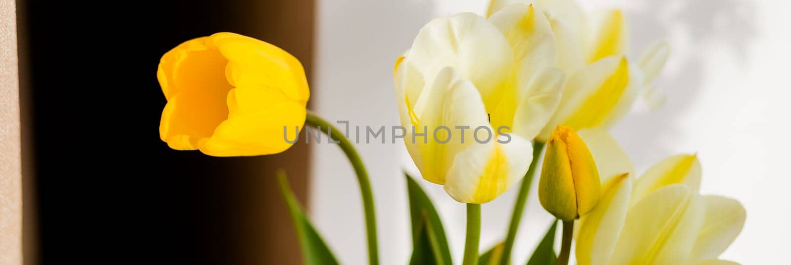 A bouquet of yellow tulips in a vase . A gift to a woman's day from yellow tulip flowers.Women's, Mother's Day concept. Postcard for holiday.Spring web banner composition by YuliaYaspe1979