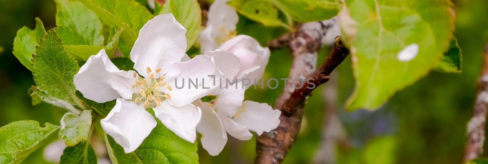 Blooming apple tree branches in spring garden. Close up for white apple flower buds on a branch.