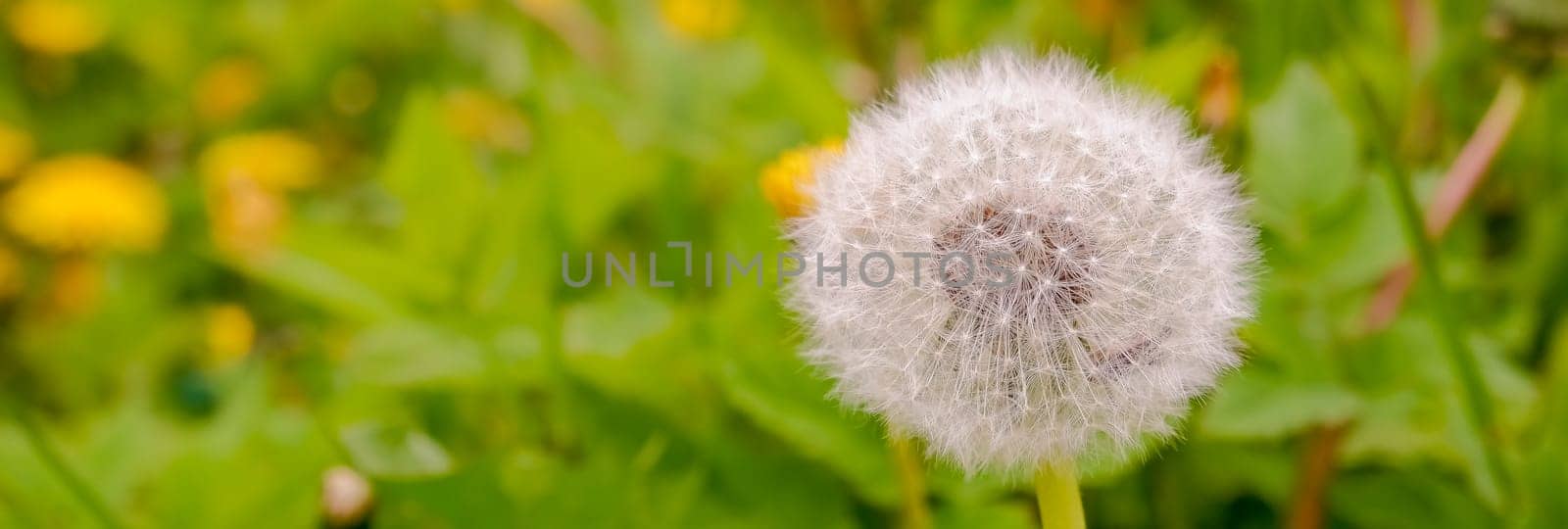 Field of dandelions, panoramic nature background, shallow depth of field.Banner with white Dandelion flower with seeds on blurred green background. Day in park. Beauty in simple things. Copy space. by YuliaYaspe1979